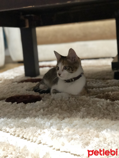 Abyssinian, Kedi  Fare fotoğrafı