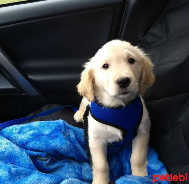 Golden Retriever, Köpek  Cesur fotoğrafı