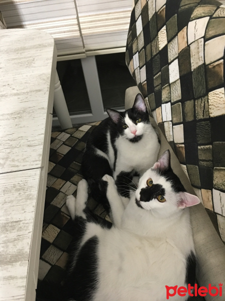 Tekir Kedi, Kedi  4 kardeşler fotoğrafı