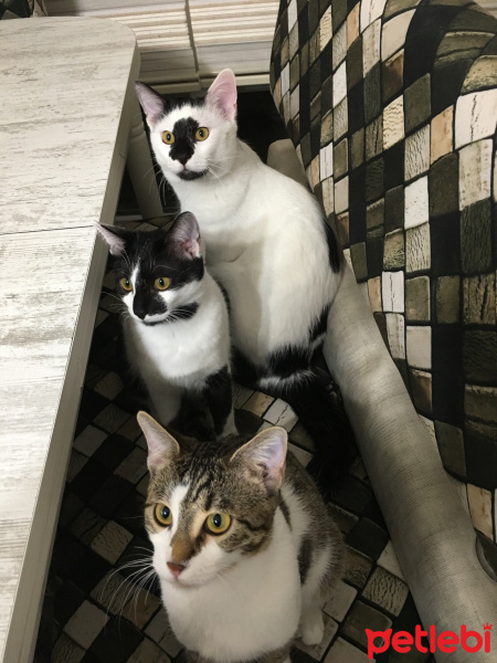 Tekir Kedi, Kedi  4 kardeşler fotoğrafı