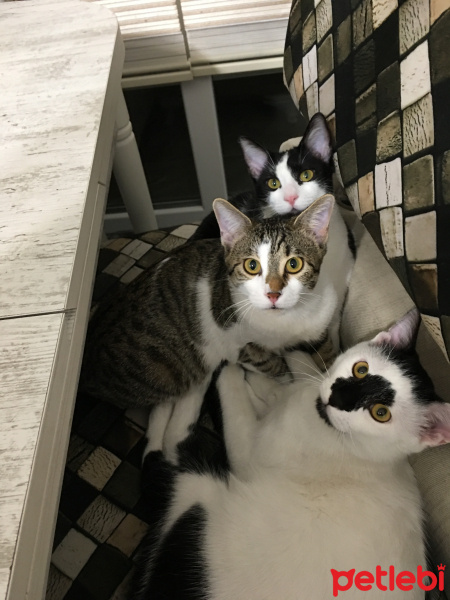 Tekir Kedi, Kedi  4 kardeşler fotoğrafı