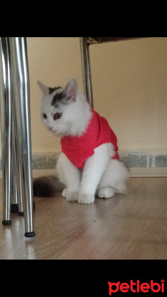 Tekir Kedi, Kedi  Badem fotoğrafı
