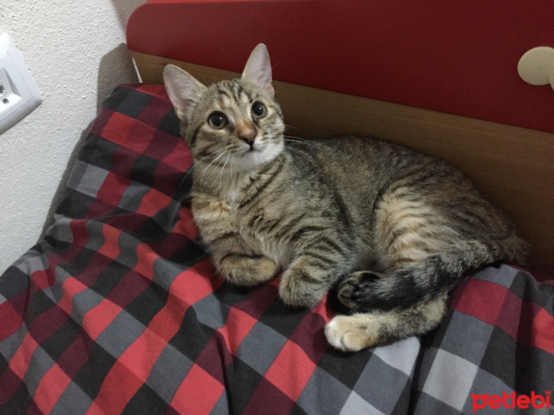 Tekir Kedi, Kedi  Mila fotoğrafı