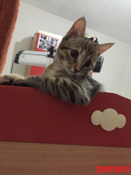 Tekir Kedi, Kedi  Mila fotoğrafı
