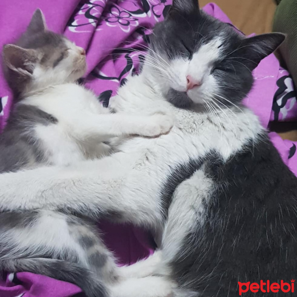 İran Kedisi (Persian), Kedi  Sultan lusi lima fotoğrafı