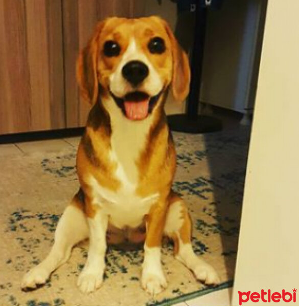 Beagle, Köpek  Mocha fotoğrafı