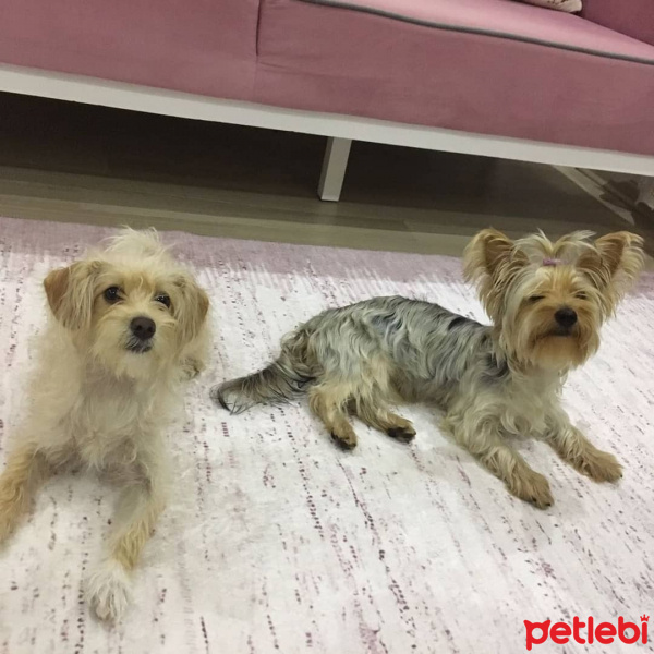 Yorkshire Terrier, Köpek  Badi&Bade fotoğrafı