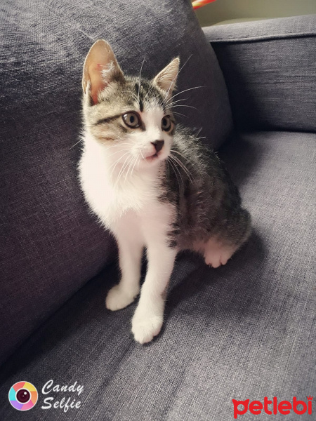 Tekir Kedi, Kedi  kırpık fotoğrafı