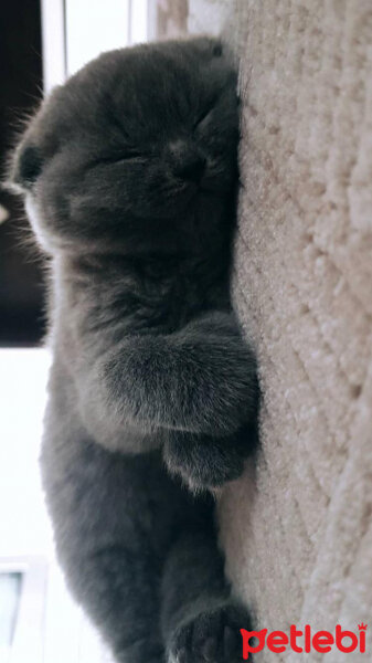 Scottish Fold, Kedi  mars fotoğrafı