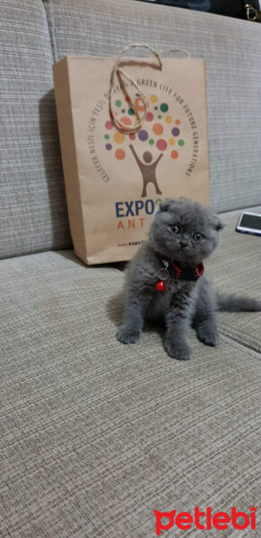 Scottish Fold, Kedi  mars fotoğrafı