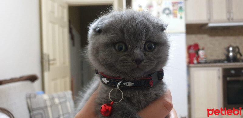 Scottish Fold, Kedi  mars fotoğrafı