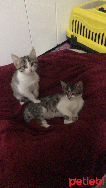 Tekir Kedi, Kedi  Yok fotoğrafı