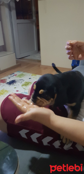 Beagle, Köpek  Pasa fotoğrafı