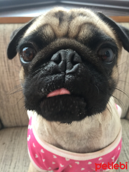 Pug, Köpek  Potiş fotoğrafı
