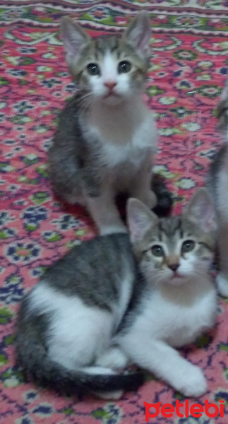 Tekir Kedi, Kedi  isimsiz fotoğrafı