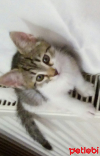 Tekir Kedi, Kedi  isimsiz fotoğrafı