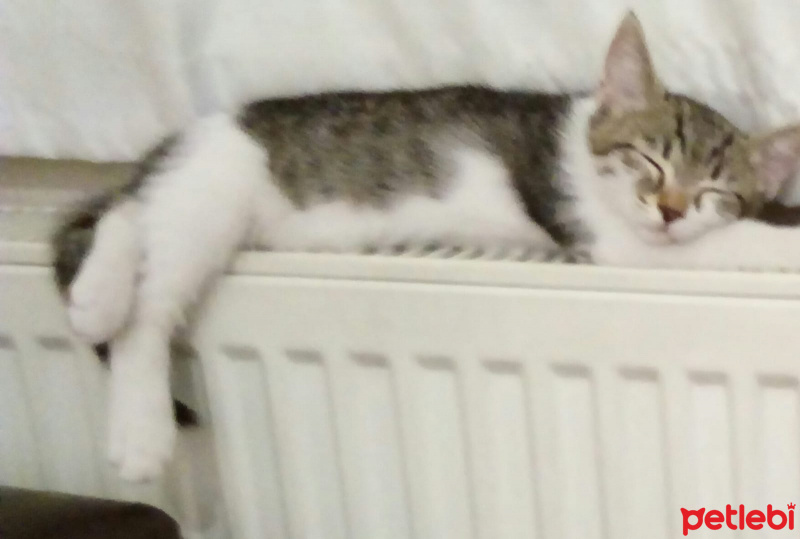 Tekir Kedi, Kedi  isimsiz fotoğrafı