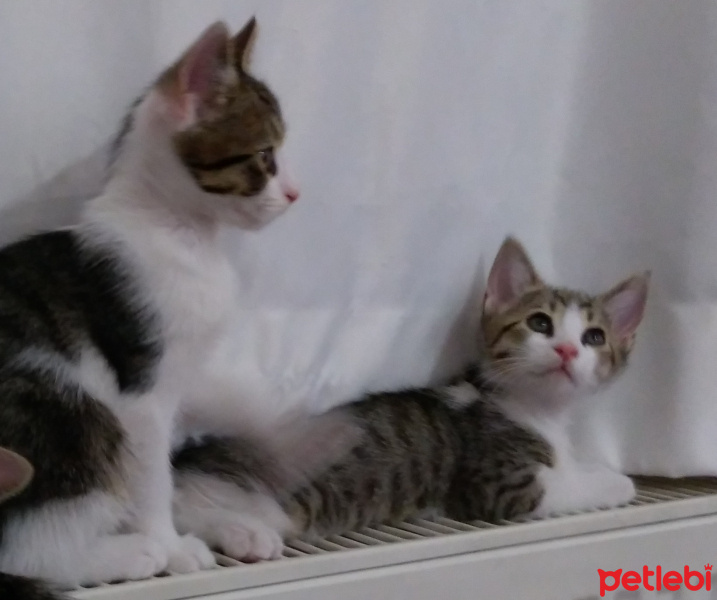 Tekir Kedi, Kedi  isimsiz fotoğrafı