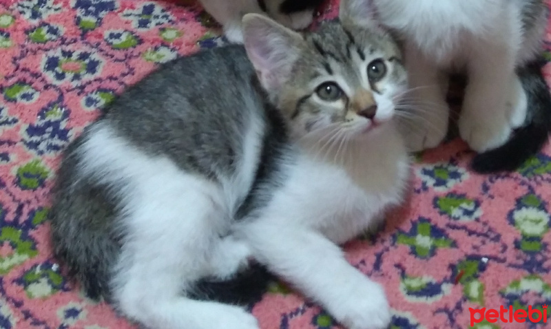 Tekir Kedi, Kedi  isimsiz fotoğrafı