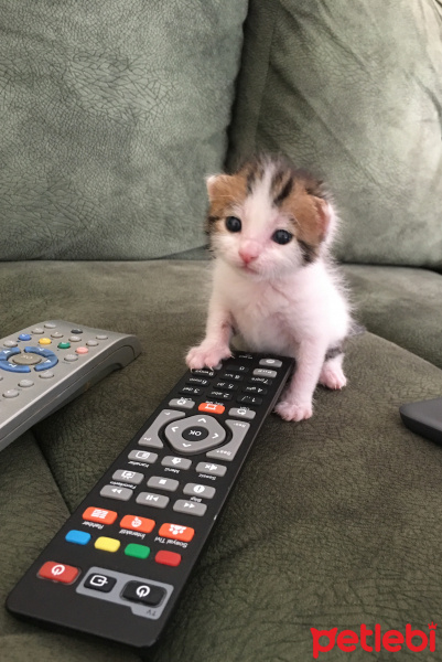 Tekir Kedi, Kedi  Çörek fotoğrafı