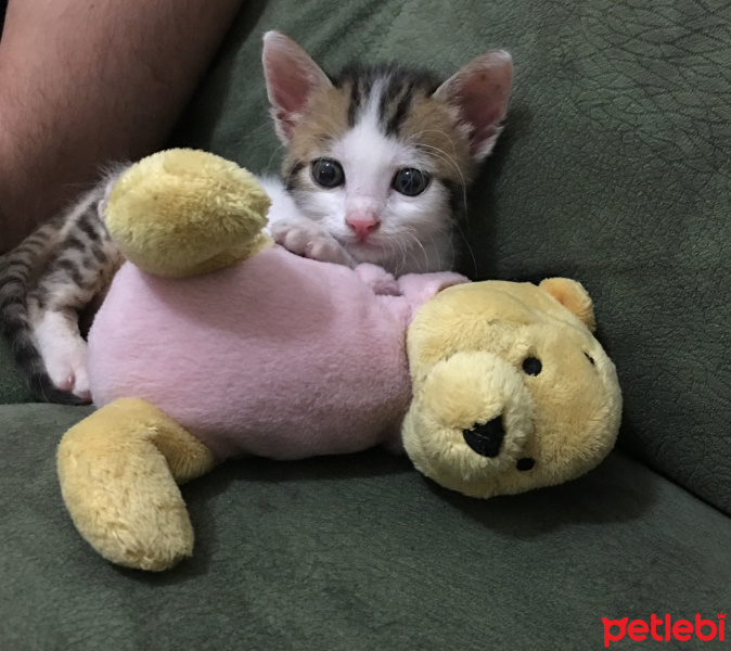 Tekir Kedi, Kedi  Çörek fotoğrafı