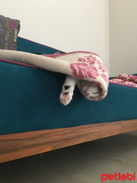 Tekir Kedi, Kedi  Çörek fotoğrafı