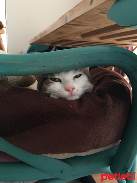 Tekir Kedi, Kedi  Çörek fotoğrafı