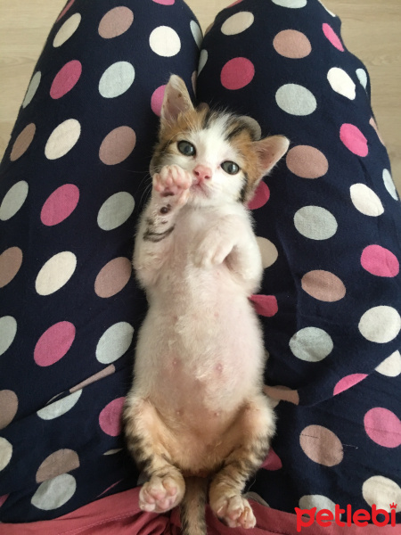 Tekir Kedi, Kedi  Çörek fotoğrafı