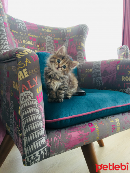 Tekir Kedi, Kedi  Çörek fotoğrafı