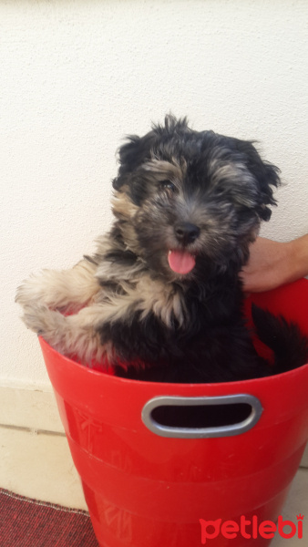 Maltese, Köpek  Poncik fotoğrafı