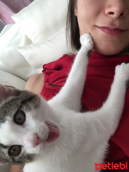 Tekir Kedi, Kedi  Yoğurt fotoğrafı