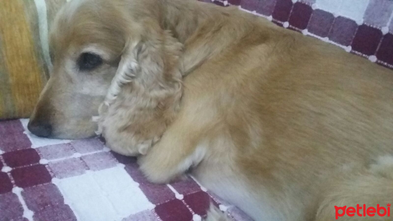 Amerikan Cocker Spaniel, Köpek  viski fotoğrafı