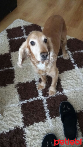 Amerikan Cocker Spaniel, Köpek  viski fotoğrafı