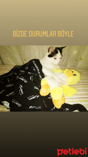 Tekir Kedi, Kedi  Smokin fotoğrafı