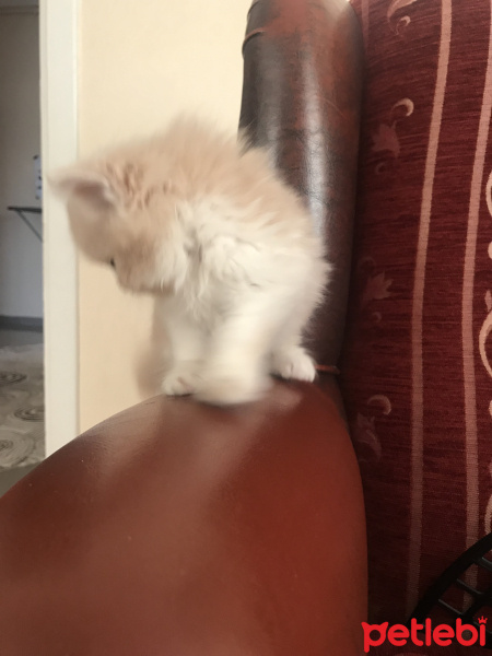 British Shorthair, Kedi  Kaju fotoğrafı