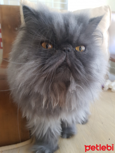 İran Kedisi (Persian), Kedi  Bitter fotoğrafı