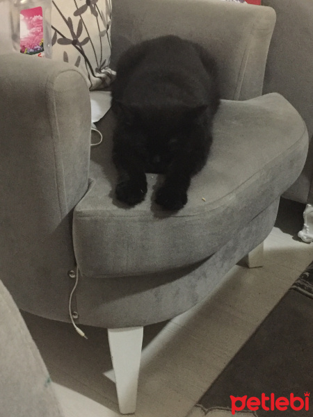 British Shorthair, Kedi  Zeytin fotoğrafı