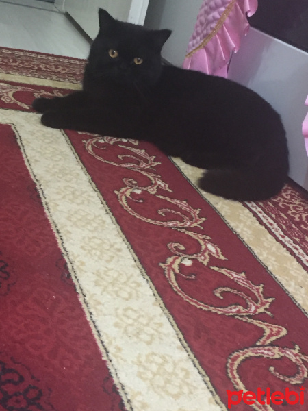 British Shorthair, Kedi  Zeytin fotoğrafı