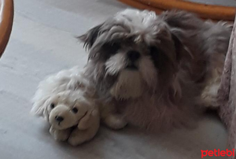 Shih Tzu, Köpek  Şarlo fotoğrafı