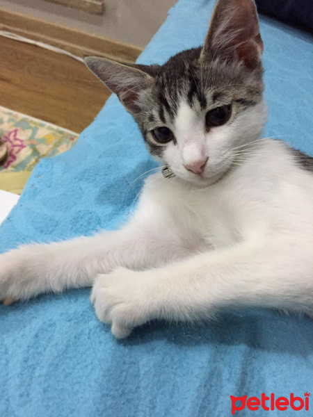 Tekir Kedi, Kedi  ODİ fotoğrafı