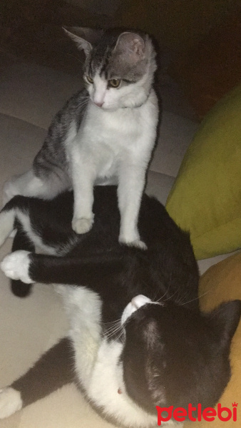 Tekir Kedi, Kedi  ODİ fotoğrafı