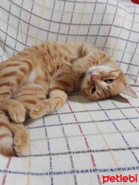 Tekir Kedi, Kedi  Kumpir fotoğrafı