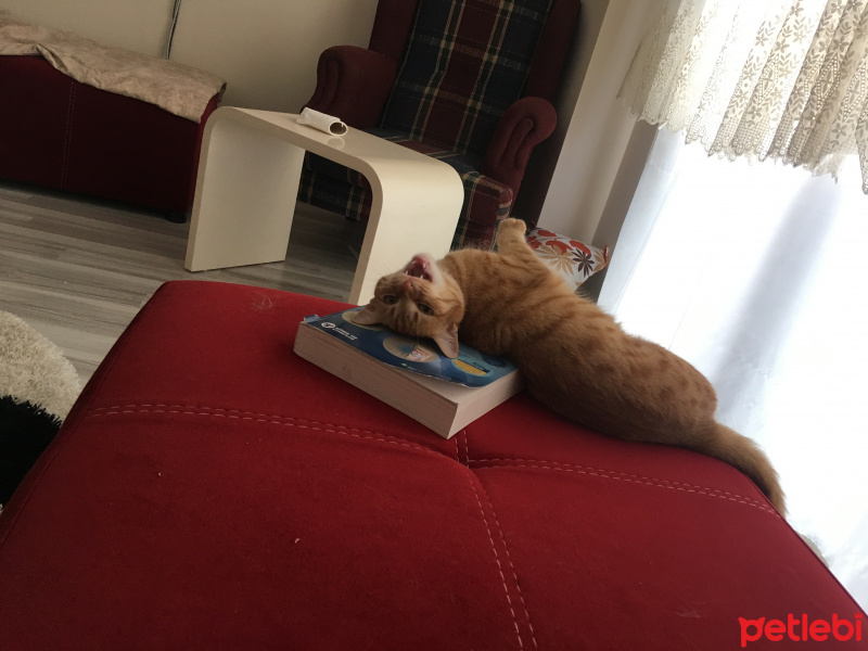 Tekir Kedi, Kedi  Kumpir fotoğrafı