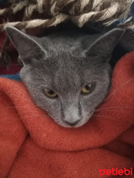 Mavi Rus, Kedi  Gölge fotoğrafı