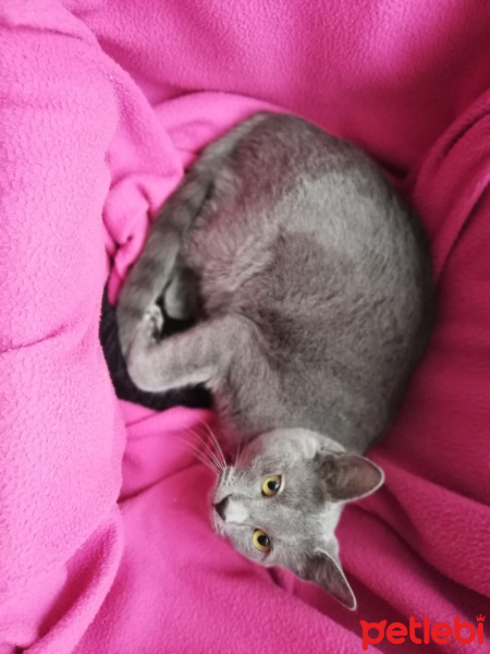 Mavi Rus, Kedi  Gölge fotoğrafı