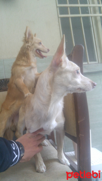Chihuahua, Köpek  Timo ve tifani fotoğrafı