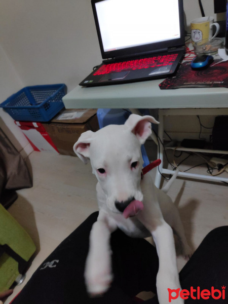 Dogo Arjantin, Köpek  Shini fotoğrafı
