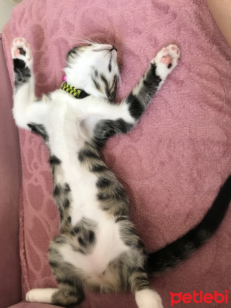 Tekir Kedi, Kedi  Duman fotoğrafı