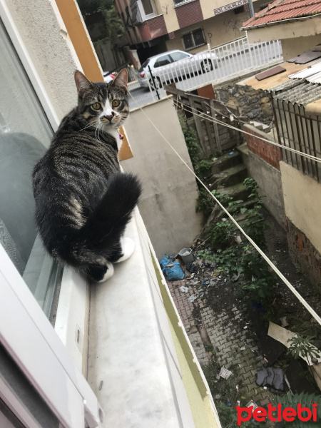 Tekir Kedi, Kedi  Duman fotoğrafı