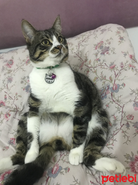 Tekir Kedi, Kedi  Duman fotoğrafı